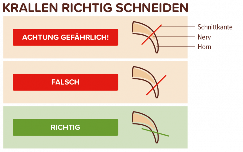 Krallen richtig schneiden