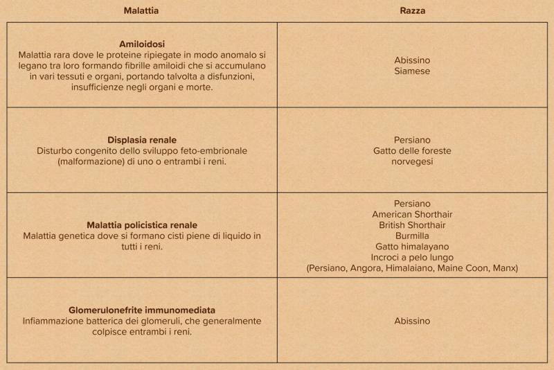 Tabella: razze di gatti e loro suscettibilità alle malattie renali